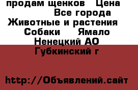 продам щенков › Цена ­ 15 000 - Все города Животные и растения » Собаки   . Ямало-Ненецкий АО,Губкинский г.